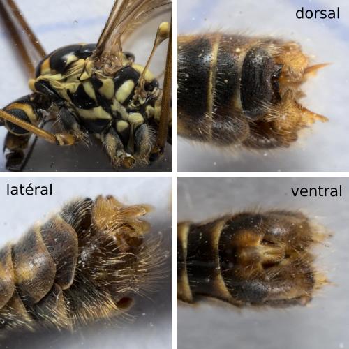 Réf. 285 480 : Nephrotoma appendiculata