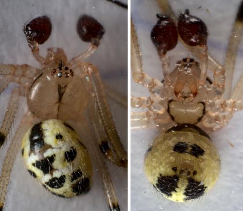 Heterotheridion nigrovariegatum