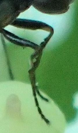 Sepsis sp.