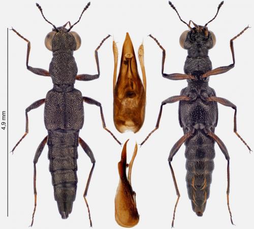 Stenus fossulatus