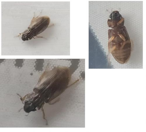 Helophorus sp.