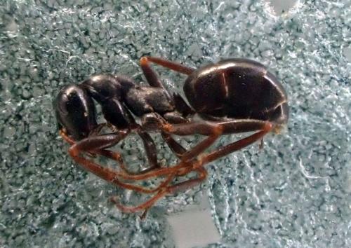 Réf. 285 538 : Formica sp.