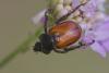 285002 – Photo : Olivier Reisinger – France (83)