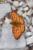 285502 – Photo : Michel Mathieu – France (30)