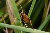 285761 – Photo : Fabricius – France (40)