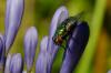 285812 – Photo : Fabricius – France (13)