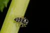 285814 – Photo : Fabricius – France (13)