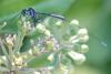 285703 – Photo : Bernard Nogues – France (83)