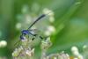 285713 – Photo : Bernard Nogues – France (83)