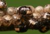285783 – Photo : Arp – Pays-Bas
