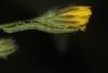 Trigonophora flammea