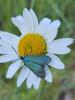 285525 – Photo : Ivan Jaubertie – France (12)