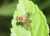 285157 – Photo : alain Roujas – France (31)