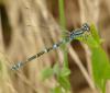Coenagrion scitulum