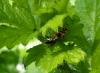 285521 – Photo : Ludovic Duval-Arnould – France (53)