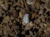 285321 – Photo : Ludovic Duval-Arnould – France (53)