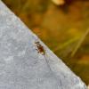 285910 – Photo : Christian Gastou – France (84)