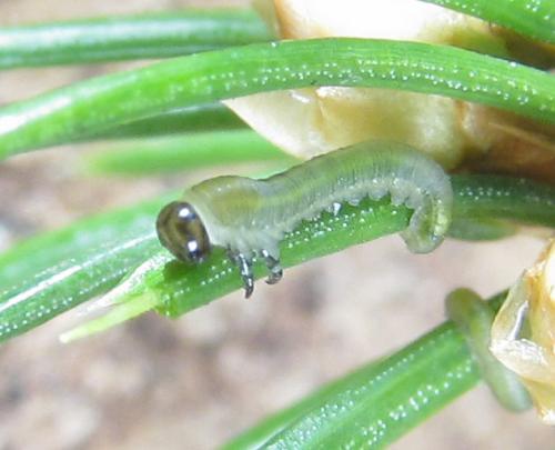 Gilpinia polytoma