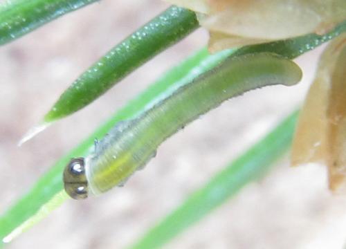 Gilpinia polytoma