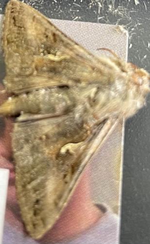 Autographa gamma