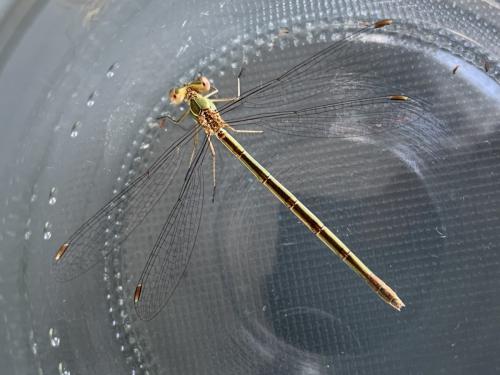 Réf. 286 745 : Lestes virens