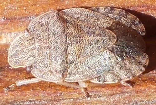Sciocoris homalonotus