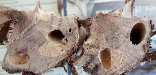 Réf. 286 560 : Trichoferus holosericeus