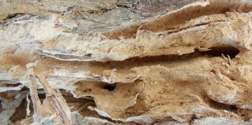 Réf. 286 561 : Trichoferus holosericeus