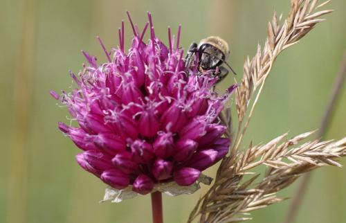 Réf. 286 094 : Colletes gallicus
