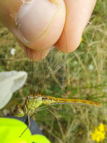 Sympetrum meridionale