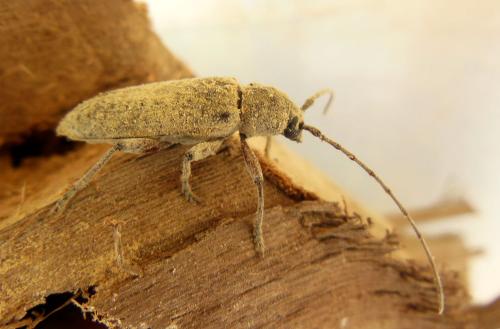 Réf. 286 699 : Trichoferus holosericeus