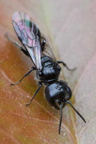 Pemphredon sp.