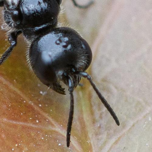 Pemphredon sp.