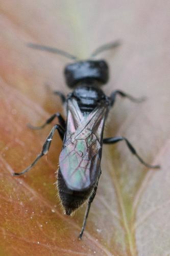 Réf. 286 037 : Pemphredon sp.