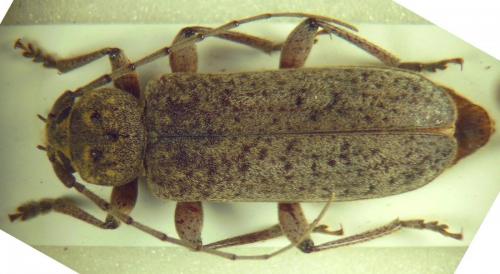 Réf. 286 700 : Trichoferus holosericeus