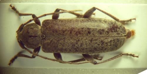 Réf. 286 701 : Trichoferus holosericeus