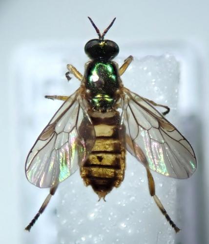 Chorisops tunisiae
