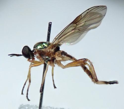 Réf. 286 258 : Chorisops tunisiae