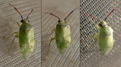 Réf. 286 869 : Eurystylus bellevoyei