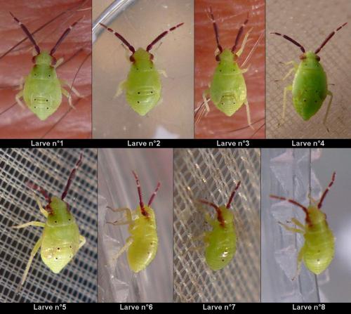 Réf. 286 870 : Eurystylus bellevoyei