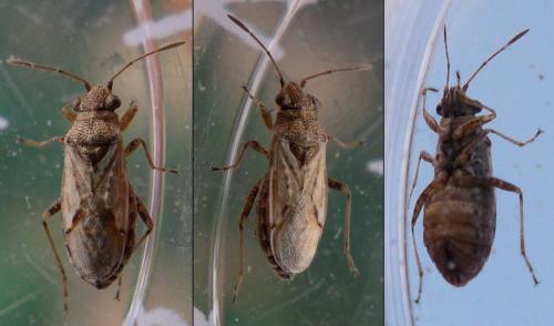Nysius graminicola