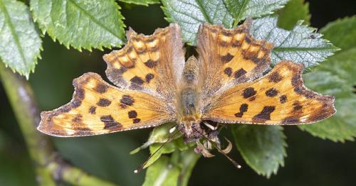 Réf. 286 188 : Polygonia c-album