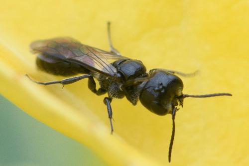 Pemphredon sp.