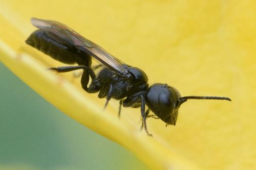 Réf. 286 286 : Pemphredon sp.