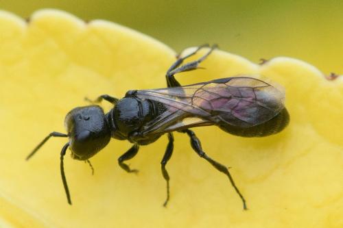 Réf. 286 285 : Pemphredon sp.