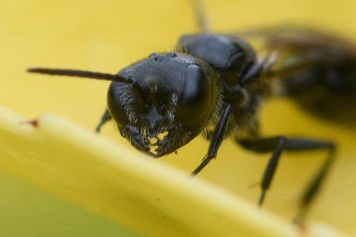 Pemphredon sp.