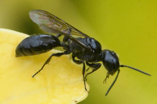 Réf. 286 287 : Pemphredon sp.