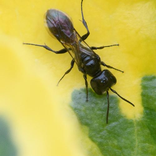 Réf. 286 284 : Pemphredon sp.