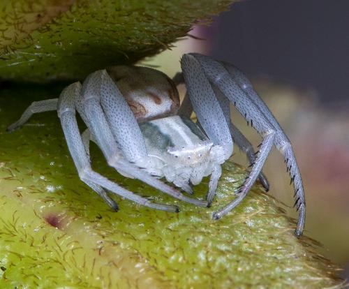Réf. 286 177 : Runcinia grammica