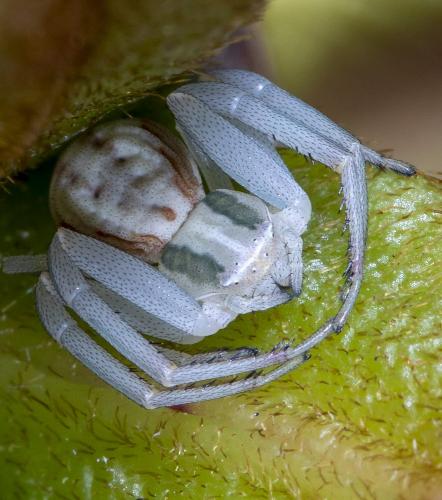 Réf. 286 170 : Runcinia grammica